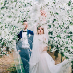 sesja ślubna w kwitnącym sadzie