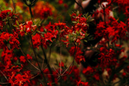 sesja narzeczeńska brzoskwinia ogród rododendrony