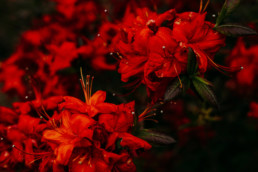 sesja narzeczeńska brzoskwinia ogród rododendrony